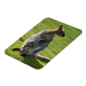 首の赤いワラビーとそのジョーイ マグネット (左側)