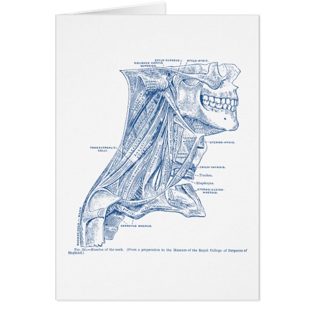 首の青の古い医学のスケッチ筋肉 (正面)