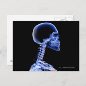 首の骨のX線 ポストカード (正面/裏面)