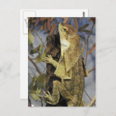 首の黒いトカゲ ポストカード (正面/裏面)