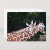 首を摩擦しているキリン ポストカード (正面/裏面)