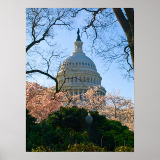 首都さくらんぼ花 ポスター