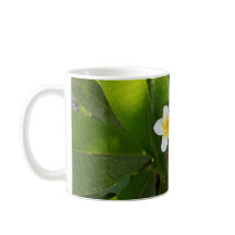 香りフランギパニ花