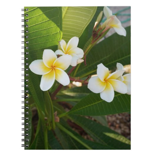 香りフランギパニ花 ノートブック (正面)