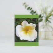 香り付きクリームバラ ポストカード (スタンド正面)