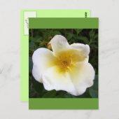 香り付きクリームバラ ポストカード (正面/裏面)