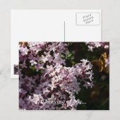 香り考え高い薄紫のはがき ポストカード (正面/裏面)