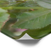 香り雲バラプリント ポスター (角)