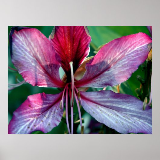 香港オーキッドツリーフラワー ポスター (正面)