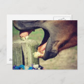 馬あくびをする ポストカード (正面/裏面)