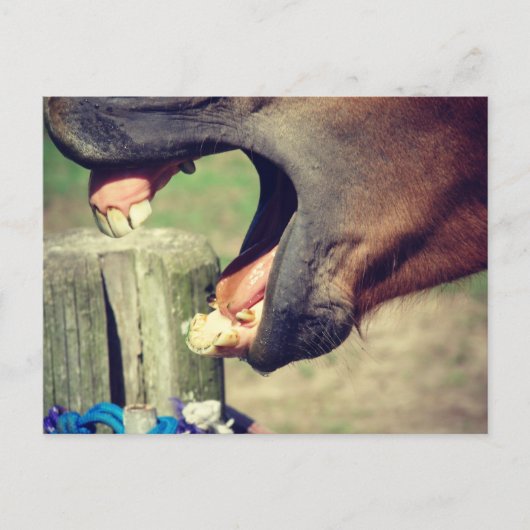 馬あくびをする ポストカード (正面)