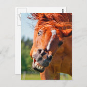 馬おもしろいの笑い写真 ポストカード (正面/裏面)