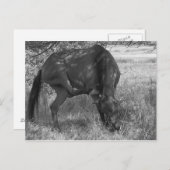 馬おもしろい葉書 ポストカード (正面/裏面)