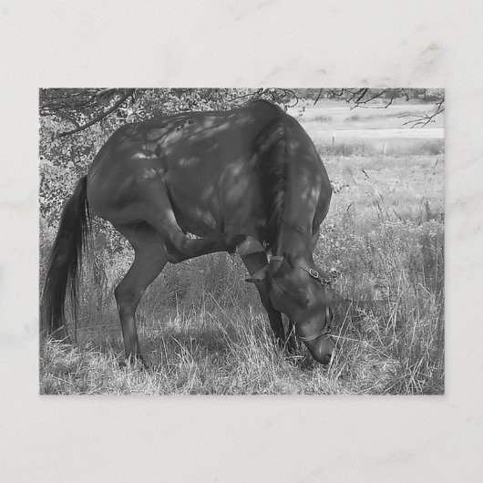 馬おもしろい葉書 ポストカード (正面)
