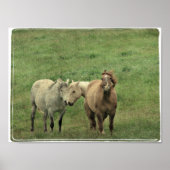 馬おもしろい類 ポスター (正面)