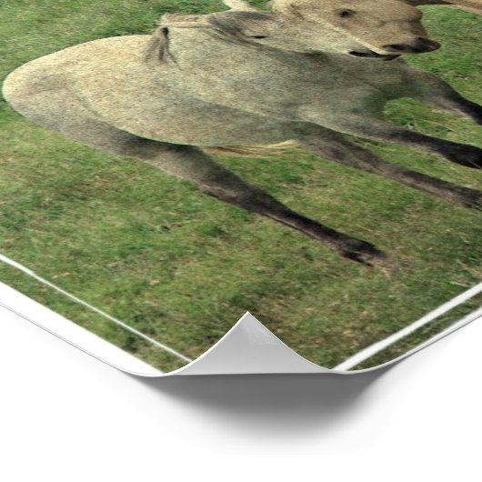 馬おもしろい類 ポスター (角)