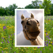 馬おもしろい鼻クローズアップ、馬こんにちは ポストカード