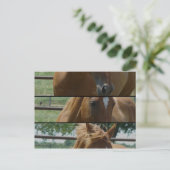 馬おもしろい ポストカード (スタンド正面)