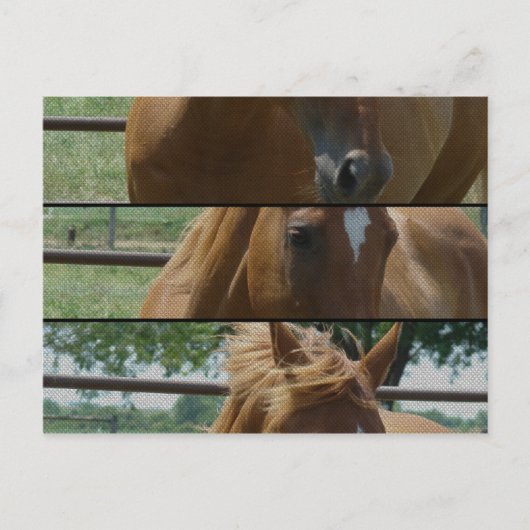馬おもしろい ポストカード (正面)