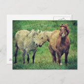 馬おもしろい ポストカード (正面/裏面)