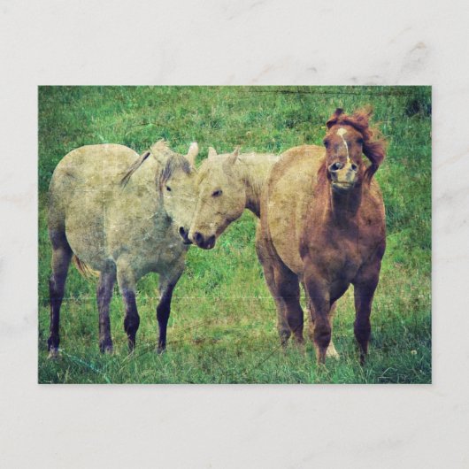 馬おもしろい ポストカード (正面)