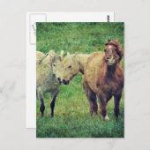 馬おもしろい ポストカード (正面/裏面)