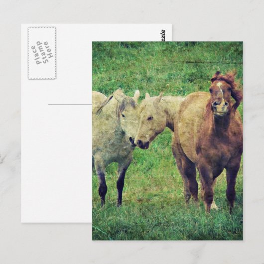 馬おもしろい ポストカード (正面/裏面)