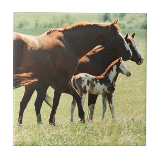 馬および子馬の写真 タイル (正面)