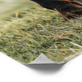 馬かわいらしの写真 ポスター (角)