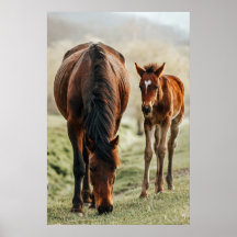 馬かわいらしの写真