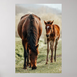 馬かわいらしの写真 ポスター