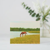 馬かわいらし葉書 ポストカード (スタンド正面)