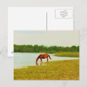 馬かわいらし葉書 ポストカード (正面/裏面)