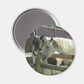 馬かわいらし マグネット (正面/裏面)