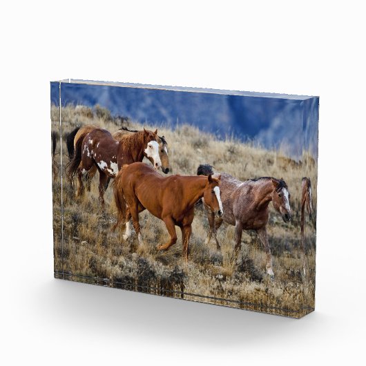 馬が丘を徘徊 フォトブロック (右)