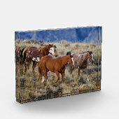 馬が丘を徘徊 フォトブロック (左)