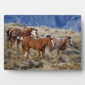 馬が丘を徘徊 フォトプラーク (正面)