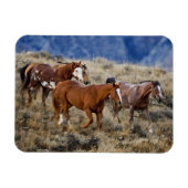 馬が丘を徘徊 マグネット (横)