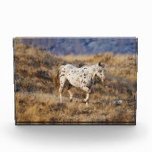 馬が大きな角の風光明媚な丘をローミング フォトブロック (正面)