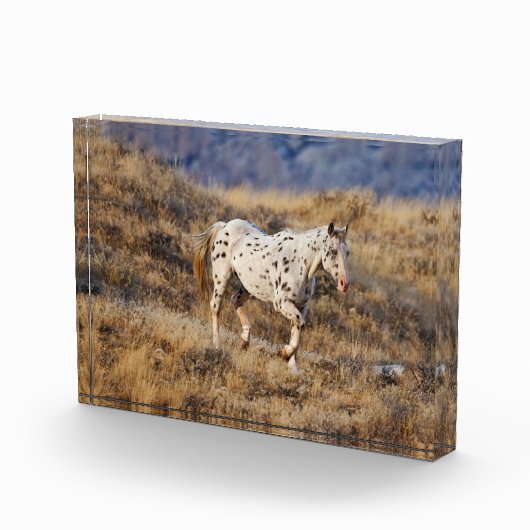 馬が大きな角の風光明媚な丘をローミング フォトブロック (右)