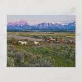 馬が歩く ポストカード (正面)