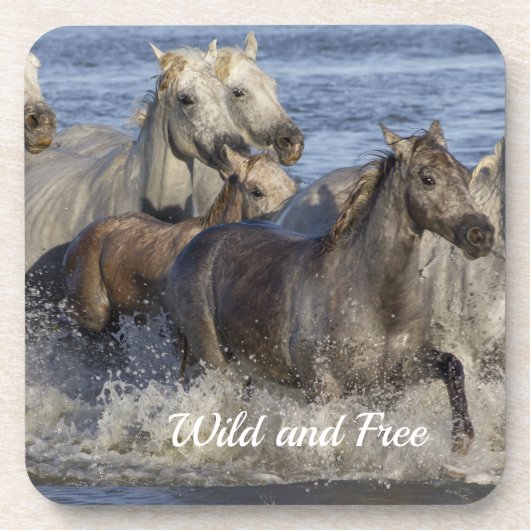 馬が水の中を駆け回る コースター (正面)