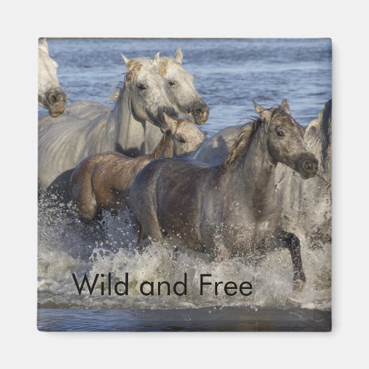 馬が水の中を駆け回る マグネット (正面)