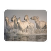 馬が水の中を駆地中海のける マグネット (横)