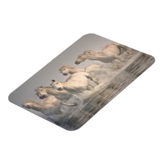 馬が水の中を駆地中海のける マグネット (左側)