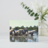 馬が水を渡る ポストカード (スタンド正面)