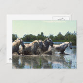 馬が水を渡る ポストカード (正面/裏面)