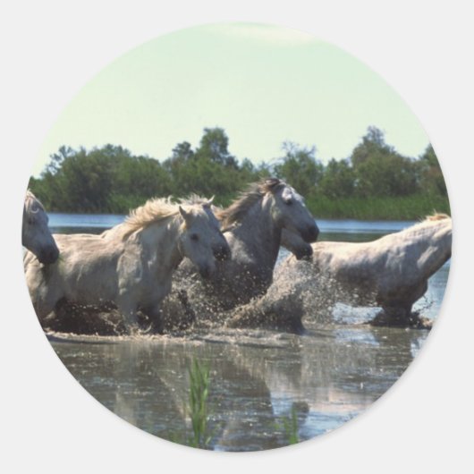 馬が水を渡る ラウンドシール (正面)
