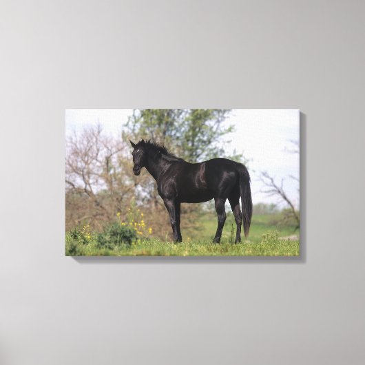 馬が立っているサラブレッド キャンバスプリント (正面)