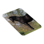 馬が立っているサラブレッド マグネット (右側)